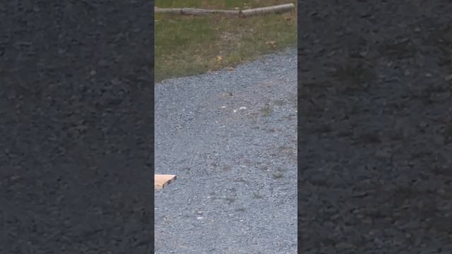 Bird's Dust Bath Caught On Film смотреть онлайн