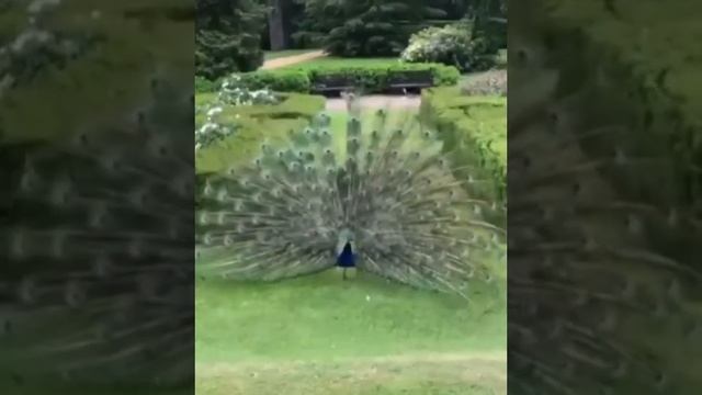 Полёт Жар - Птицы смотреть онлайн