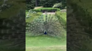 Полёт Жар - Птицы