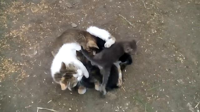 Кицьки смотреть онлайн