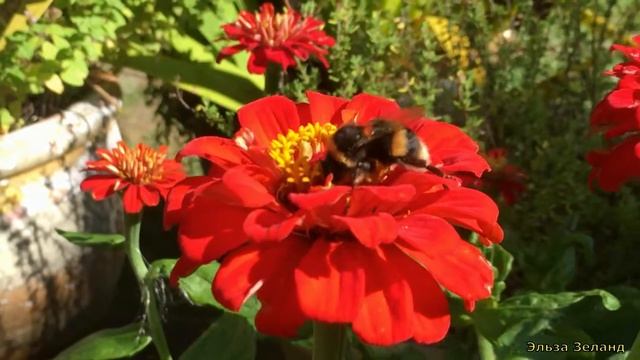 Пчела прилетевшая за нектаром/Bee flew for nectar #shorts смотреть онлайн