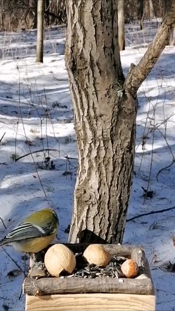 Жёлтопузик изучает орехи. смотреть онлайн