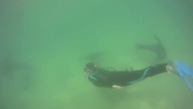 Swimming with seals смотреть онлайн