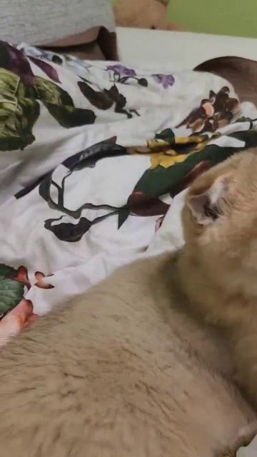 #приколысживотными #кошечки #семьякотов #кот #котята #котики #шотландский #katzen #мило смотреть онлайн