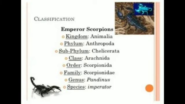 Dissection Of Scorpion | Entomology | Insects of Cholistan смотреть онлайн