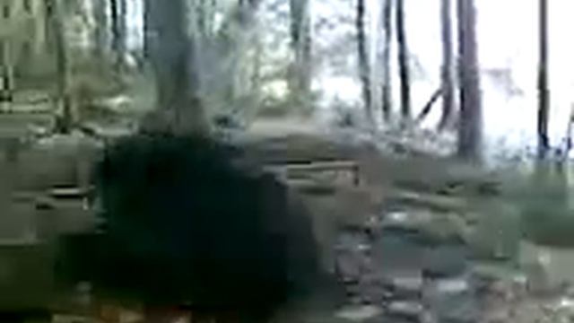 Медведь! 14.09.2008 .3gp смотреть онлайн
