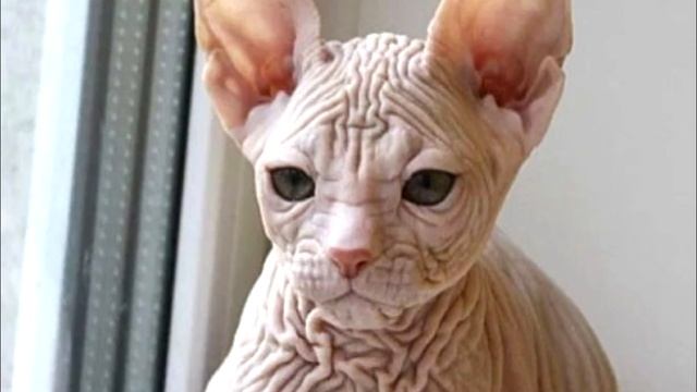 GATO EN CASA 5 смотреть онлайн