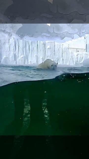 Белый медвежонок Зоопарк Екатеринбург смотреть онлайн