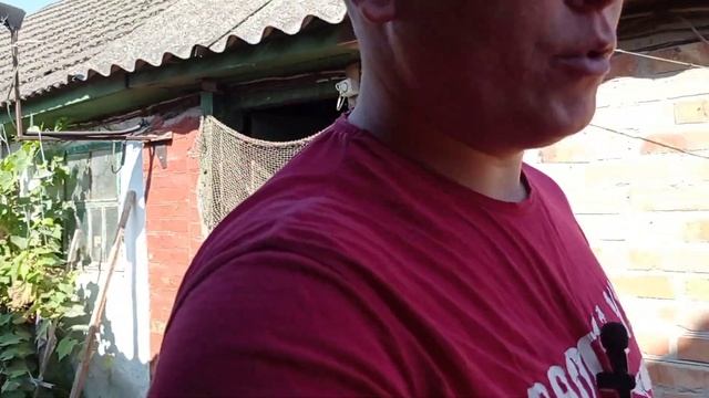 Свині попадали від гарбуза