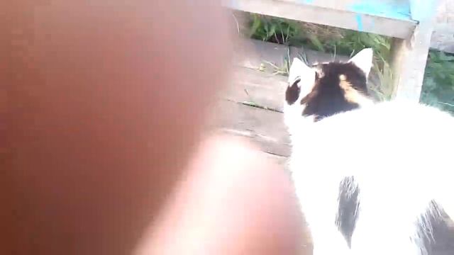 кошка часть 3 смотреть онлайн
