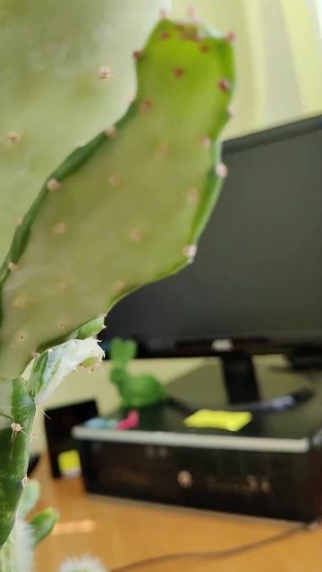МРАМОРНЫЙ КАКТУС или ОПУНЦИЯ МРАМОРНАЯ (Opuntia, Cactus) (1) #Shorts смотреть онлайн