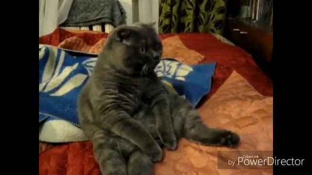 Приколы про котов....Ржакаа😂😂😂😂 смотреть онлайн