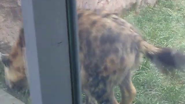 Гиена. Хоть не красивая, но симпатичная... смотреть онлайн