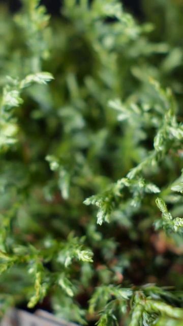 #кипарис #растения #сад #растениядома #растениявсад #уют смотреть онлайн