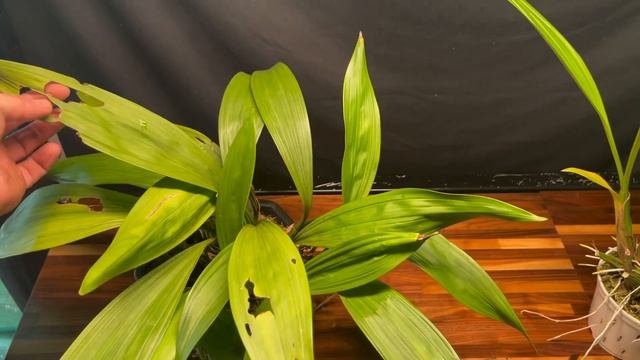 Growing Coryanthes Orchids And Care For These Plants. #coryanthesorchids #orchids