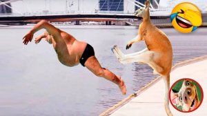 Приколы с Животными🔥😂Приколы Смешное Видео Смешные животные