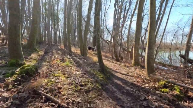 4K Dog TV: Dog POV Mountain Walk, Enhanced Color for Dog Vision, Anti-Anxiety RELAXING MUSIC смотреть онлайн