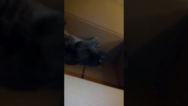 Двухэтажный домик смотреть онлайн