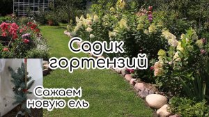 Сажаем новую ель. Садик гортензий к конце августа
