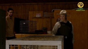 Волк и лев. Анонс. Канал В Мире Животных