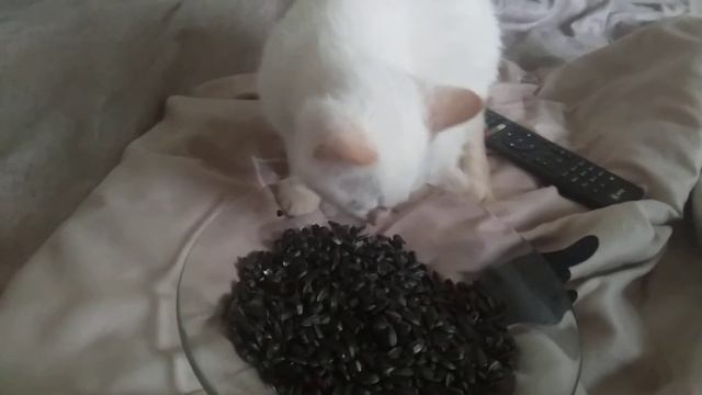 Забавный котёнок