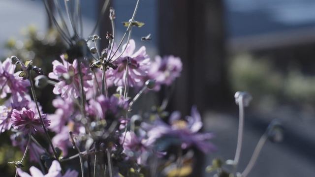 CONTAX Carl Zeiss Planer 50mm F1.4 смотреть онлайн