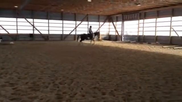 First level Reg Dutchwarmblood FOR SALE смотреть онлайн