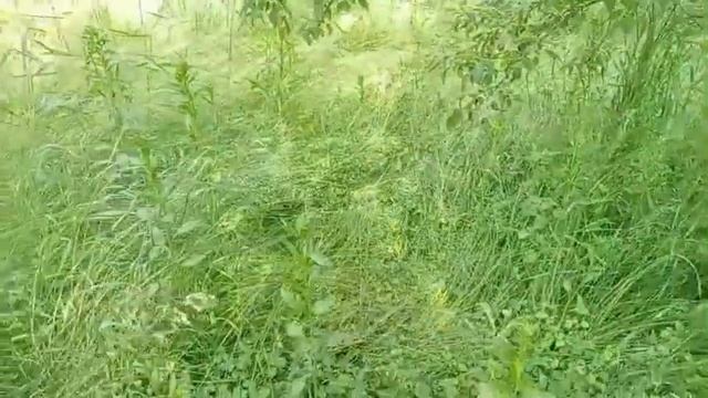 Неожиданная  встреча/Истории из жизни