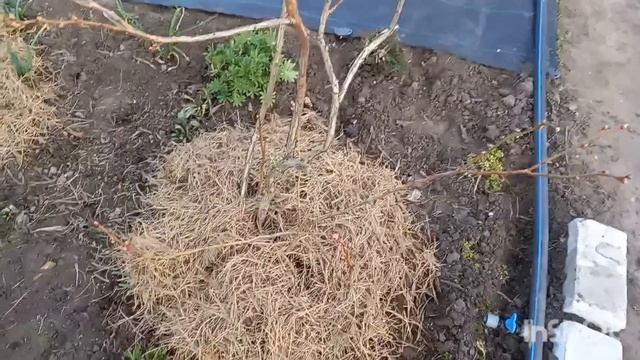 Весенние работы с голубикой: подкисление, подкормка, досыпка, мульчирование. смотреть онлайн