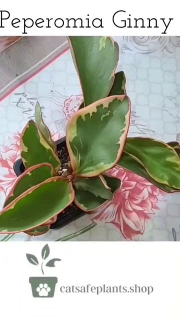Peperomia Ginny www.catsafeplants.shop смотреть онлайн