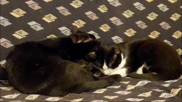 Videos aus unseren Pflegestellen oder aus den neuen Zuhause