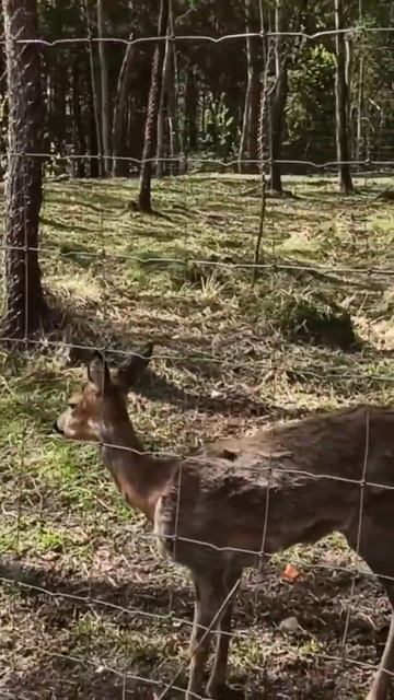 Зооландшафтный парк, Диприз , Барановичи смотреть онлайн