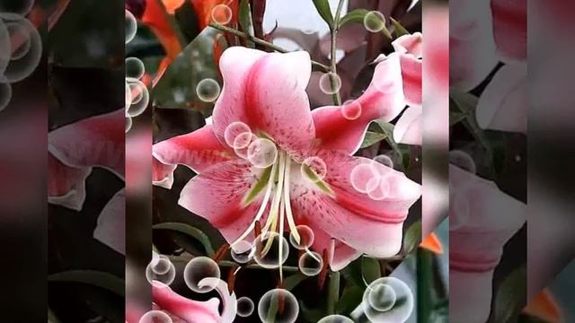 Магия цветов🌺🌺🌺 смотреть онлайн