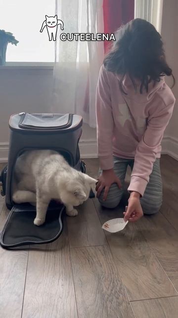 Paws & Purrs: The Great Backpack Caper Of Tiny Cat #cat #catlover #funny #cutepets #animallover