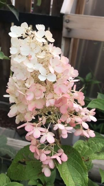 Candelabra hydrangea смотреть онлайн
