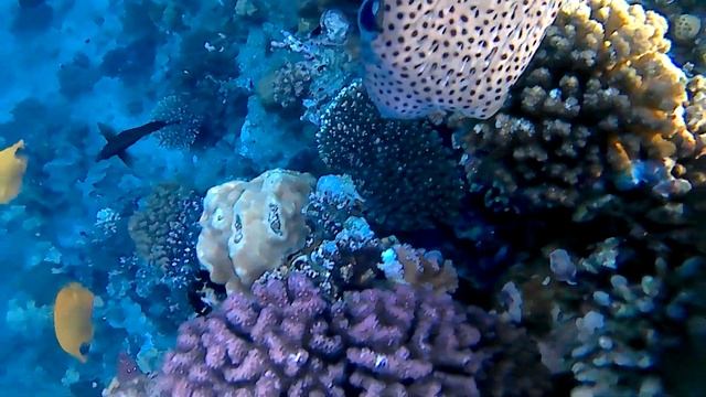 Египет шарм-эль шейх красное море подводная съёмка фугу ядовитая рыба смотреть онлайн