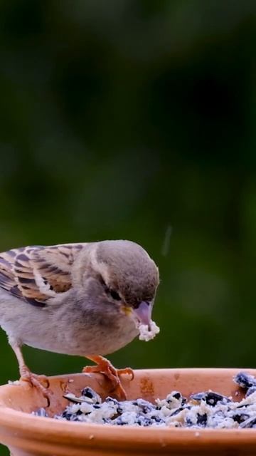 звуки дождя пение птиц для сна #звукидождя #дождя #пениептиц #shorts смотреть онлайн