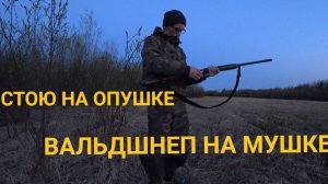 12 ВАЛЬДШНЕПОВ ЗА ТЯГУ? ЧТО ЭТО БЫЛИ ЗА ОХОТЫ У КЛАССИКОВ? ОХОТА НА ВАЛЬДШНЕПА. СО СПАНИЕЛЕМ.