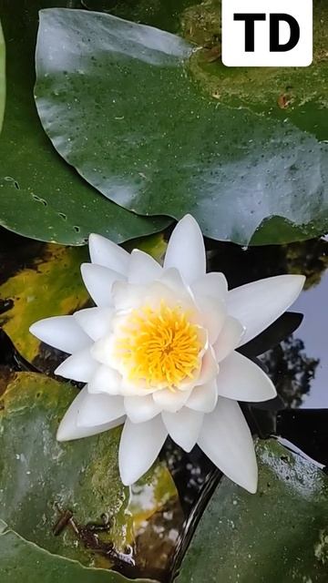 Nuferii, Băile Felix