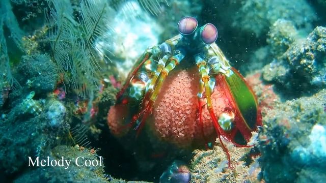 mantis shrimp with eggs смотреть онлайн