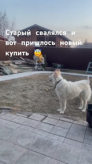 Говорящая собака Сноу и его новый хвост #говорящаясобака#сноу#моясобака#всемхвост#хаски#doglovers смотреть онлайн