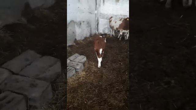 Обед у искусственных телят смотреть онлайн
