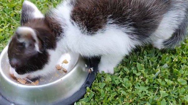 Funny Cat! Котёнок кушает. Маленький котик с аппетитом кушает. Cat eats! ASMR