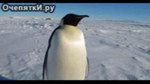 Звуки пингвина