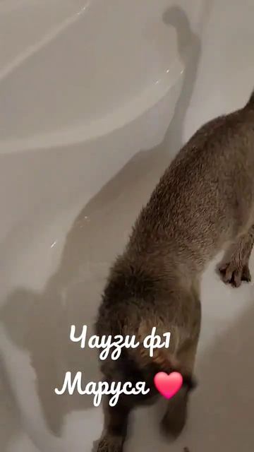 Моя любимая помощница ❤️ #чаузи #москва #chausie #рысь #чаузиф1 #тула смотреть онлайн