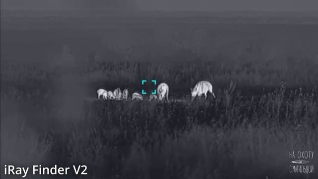 🐗 Неожиданный выход кабана и подранок | ТЕСТ IRay Finder V2