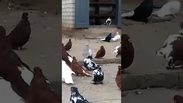 video e1fa0aeb6bdc30c521cee43b1db4c07b V смотреть онлайн