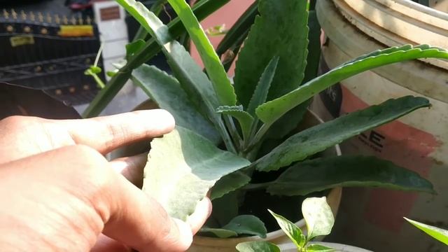 What plants to grow in summer or April May  month ? Summer Gardening ep. 2 | Gardener the young