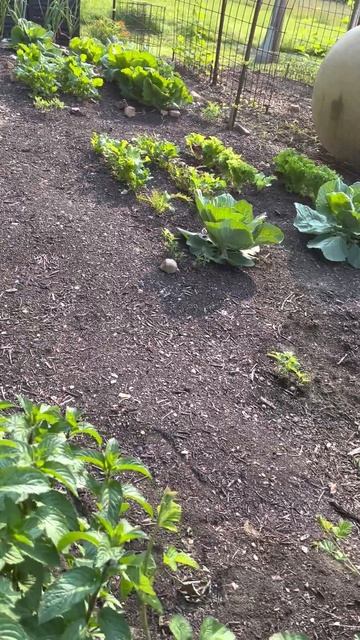 Kitchen garden update ~ Harvesting garlic, Chinese cabbage, asparagus, strawberries, lettuce & peas смотреть онлайн