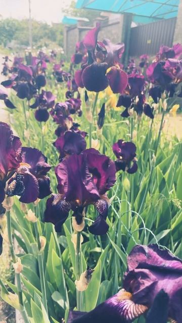 Ирисы , цветение в саду Questi Bellissimi Fiori Si Chiamano Iris, Sbocciano Nel Mio Giardino.